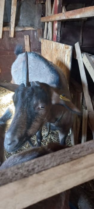 Продам козу пародистая