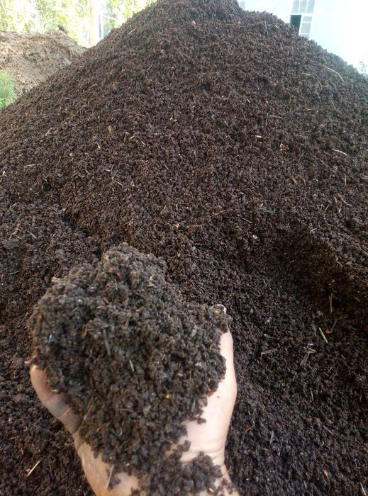 Калифорния кизил йомгир чувалчанглари сотилади