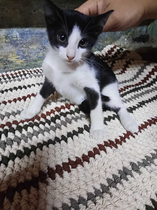 Pui pisica adoptie