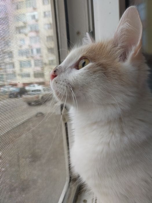 Кот «турецский ванн