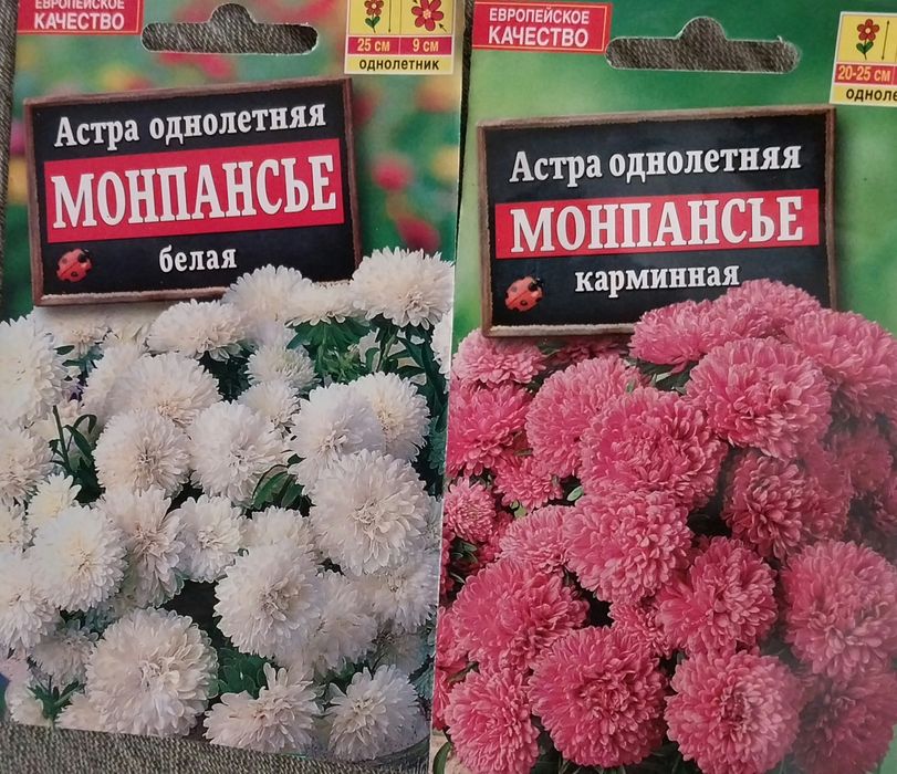 Астра королевская карликовая