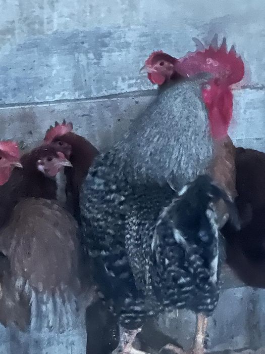 Қораз сатамын Продам петуха