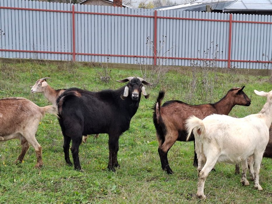 Tap anglonubian  tanar