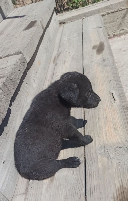 Щенки в хорошие руки