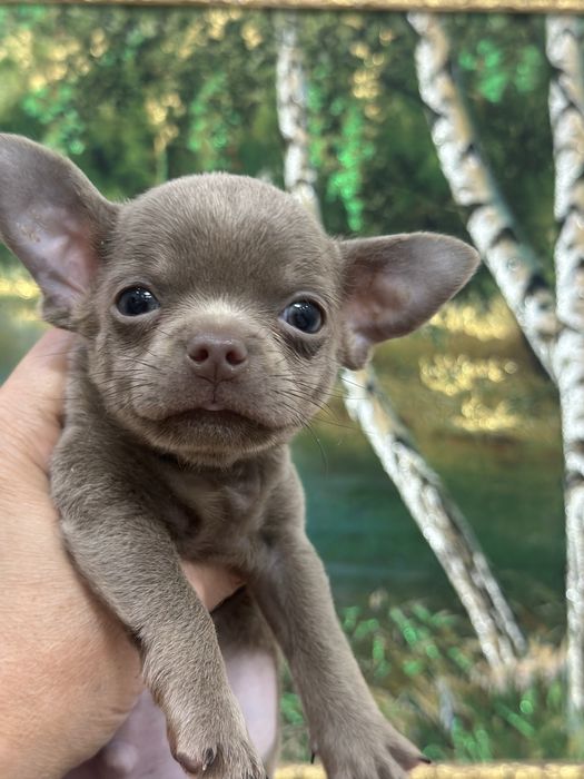 Щеночки чихуахуа лилового окраса