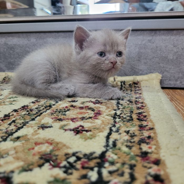 Котята скотиш страйт