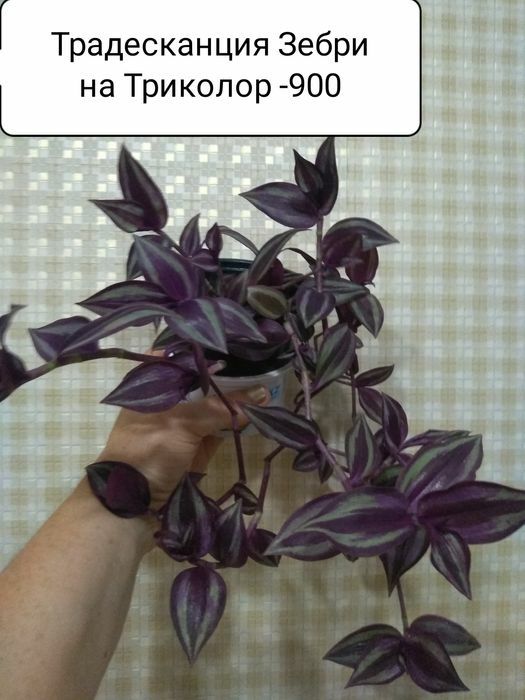 Продам цветы комнатные