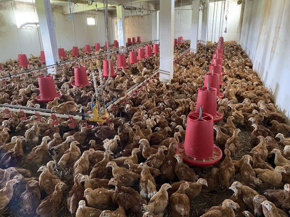 Pui rasa mixtă kabir si porumbaci si gât golaș