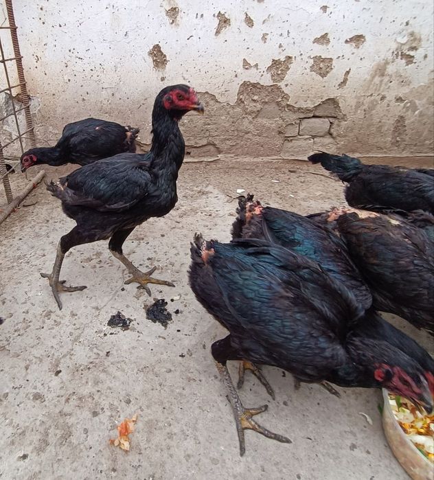 Мокилар сотилади