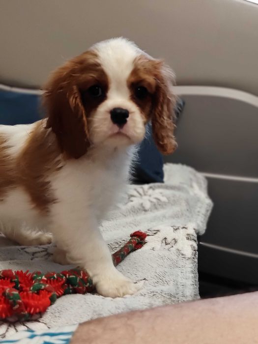 Vindem mascul Cavalier King Charles Spaniel cu teste genetice