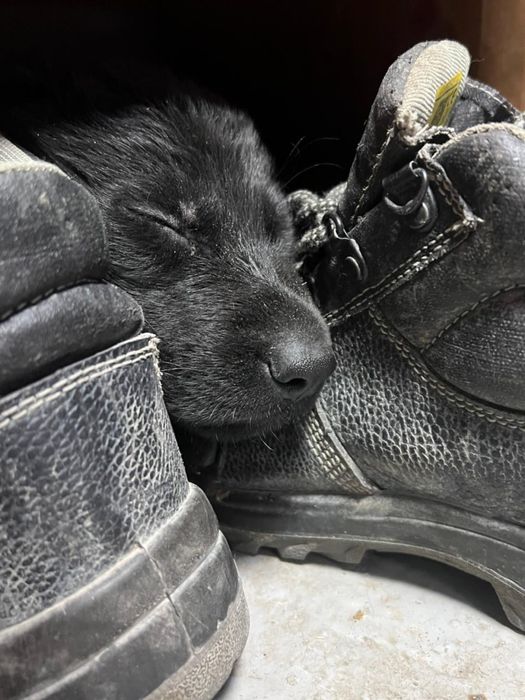 Продам щенков немецкой овчарки