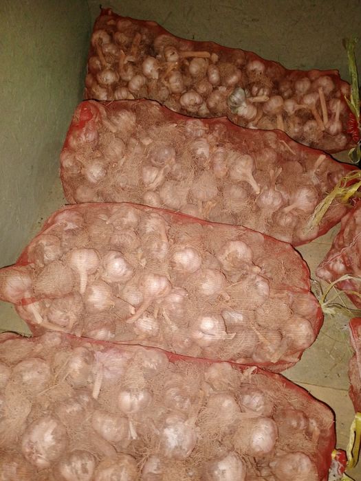 Chesnok sarimsoq sotiladi