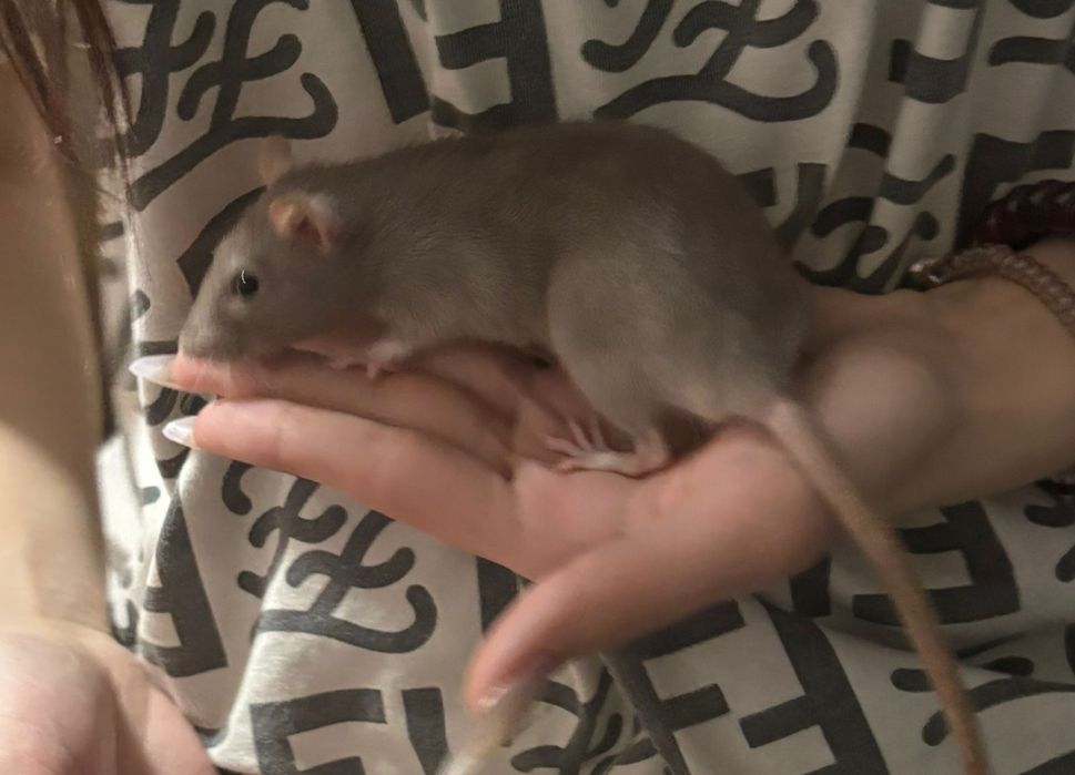 Продам декоративных крыс
