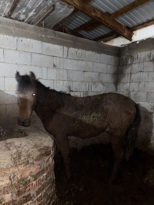 Жылкы,согым,конь,семиз