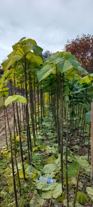 Продавам фиданки Пауловния