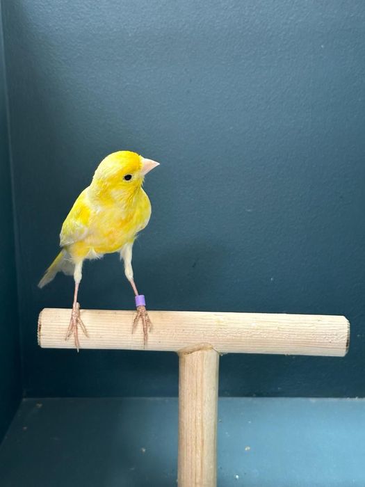 Канарейка (самец)