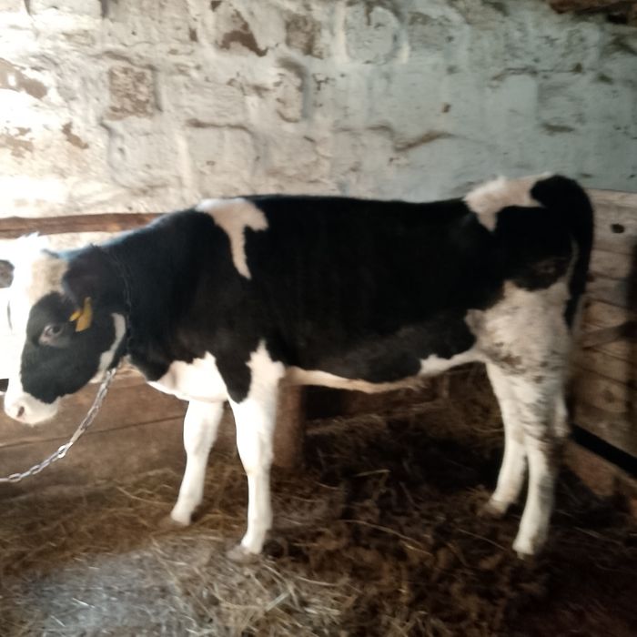 Продам телку на мясо