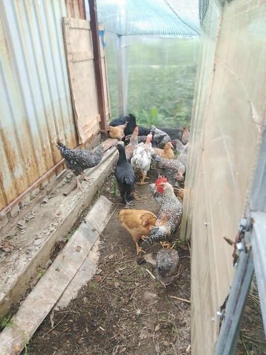 Продам продам Петушков