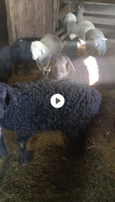 Марқа қозылар сатамын