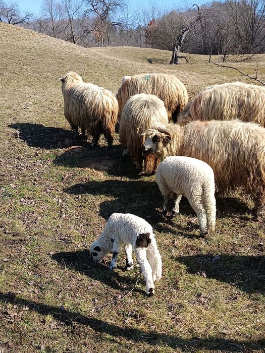 Oi cu miei de vânzare