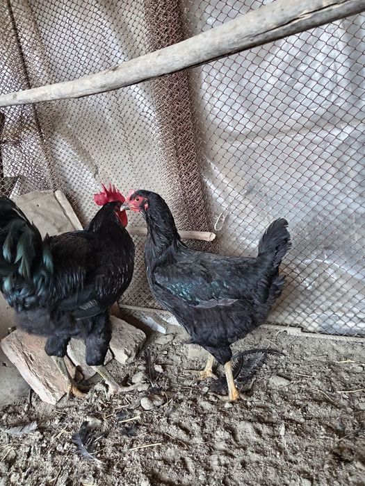 Кора шахзода тоза зотли товуклар тухумига заказ оламиз