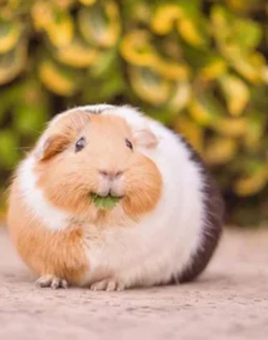 Свинка морская, свинка