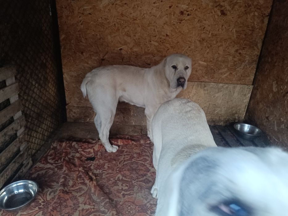 Продам Алабаев белых