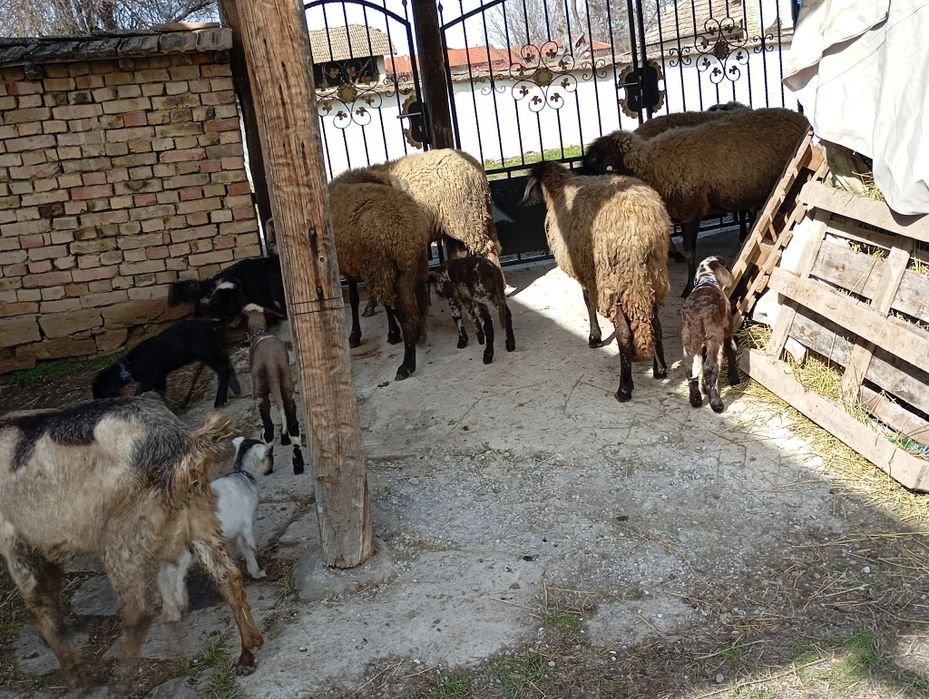 Продават се спешно