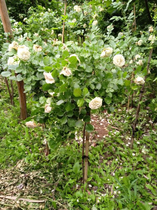 Штамповый роза 120 см