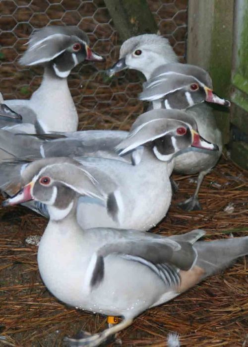 Rațe Caroline Argintii (rate exotice ,păsări de baltă Caroline silver)