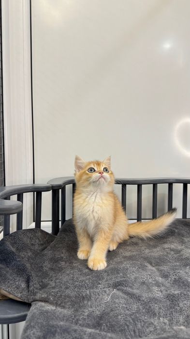 Pui de pisică British Shorthair, culoare golden, își caută o familie iubitoare.