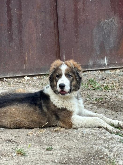 Алабай.   2,5 месяца