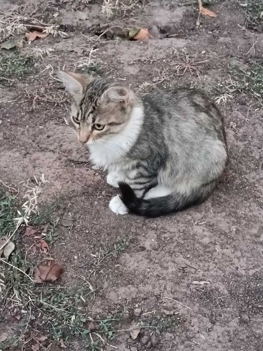 Подарявам котета