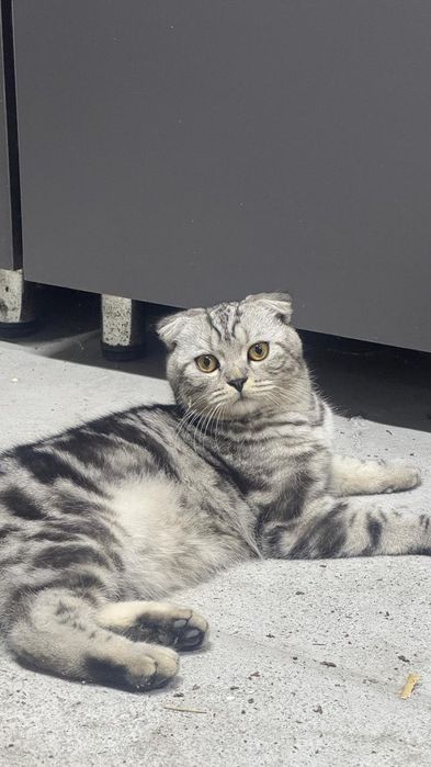 Шотландский котик