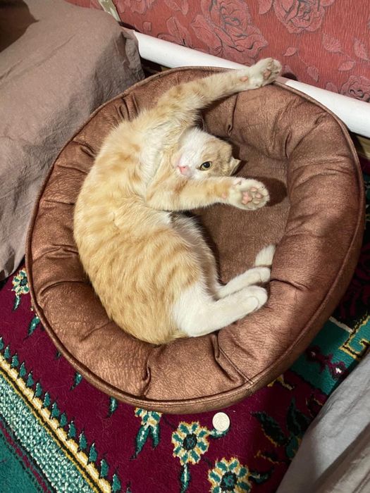 Отдам в добрые руки Кошка 1,5 года