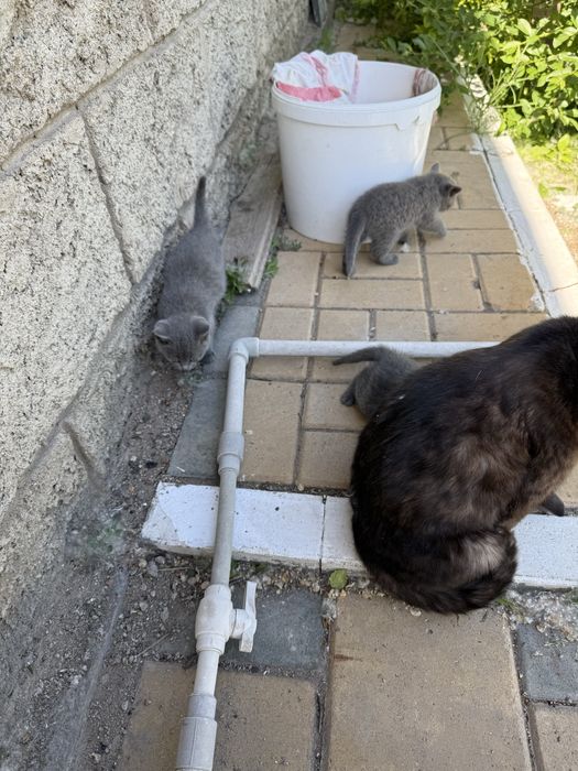 Отдам котят в хорошие руки