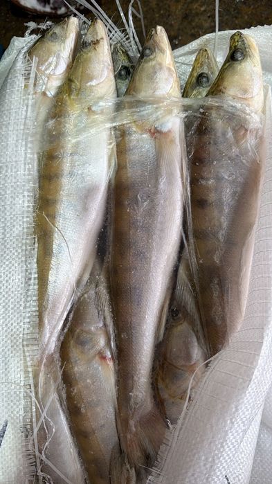 Рыба Балык оптом и розницу