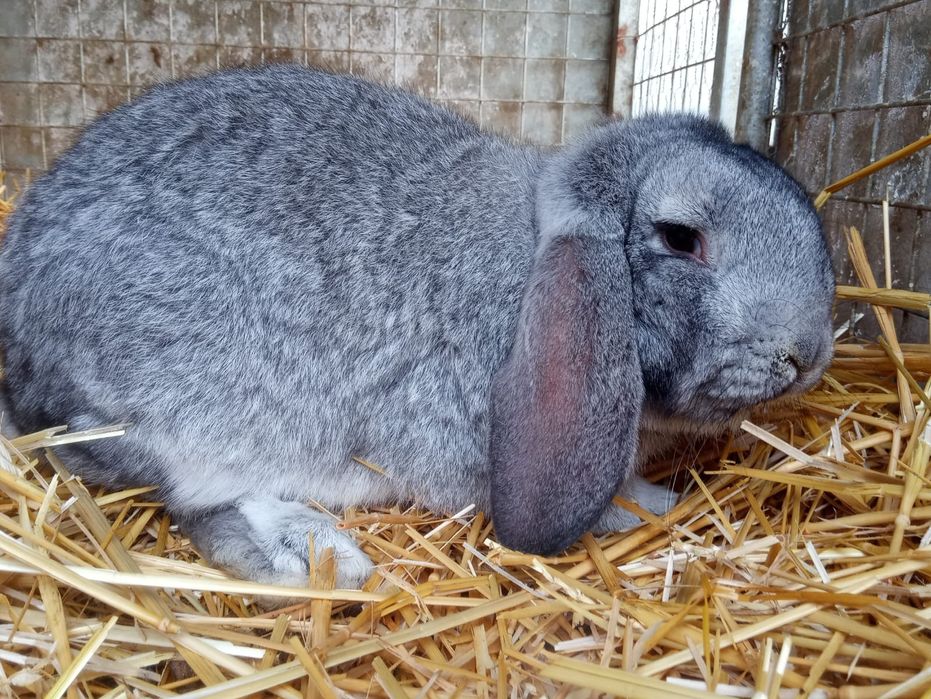 Iepuri berbec german