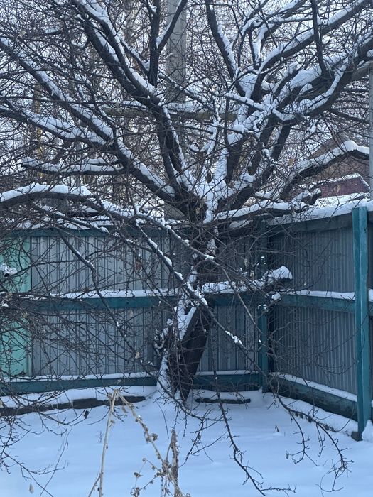 Обрезанные деревья даром