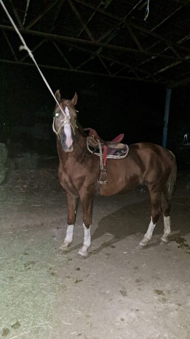 Продам   жеребца