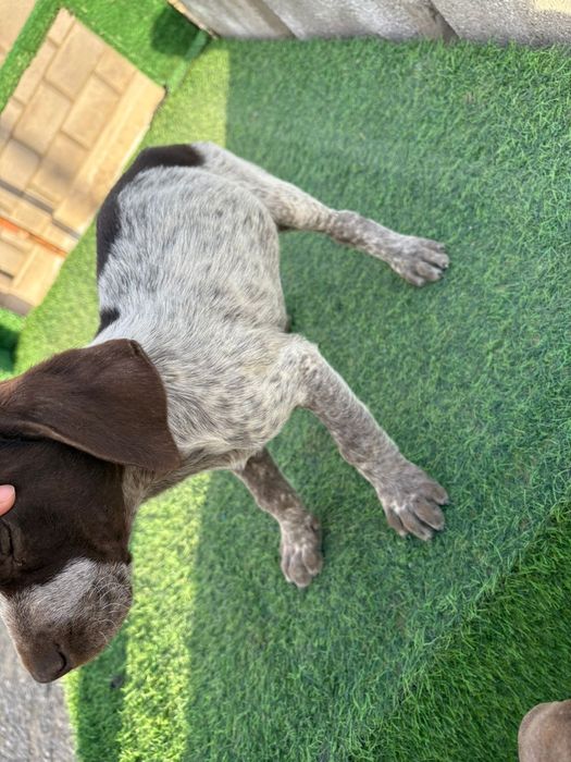 Курдскар күшіктері сатылады