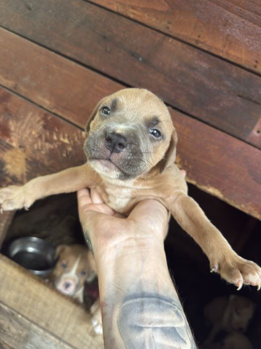 Pui amstaff american bull terrier