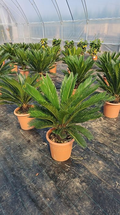 Leylandi- Palmieri - Magnoli grandiflora- Liliac