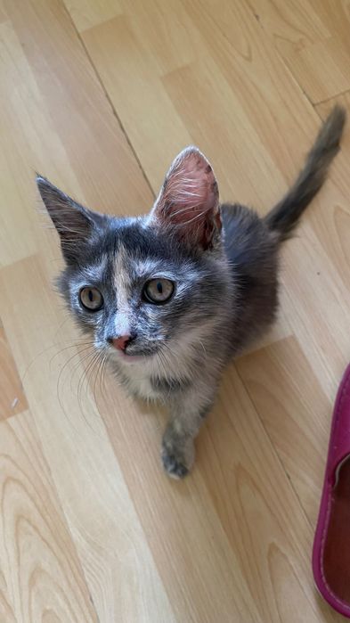 Желідегі сексуалды аяқтардың порносын көру