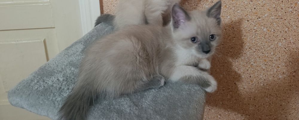 Отдам котенка, девочка