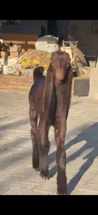 Козы Камори ЧП  козлик