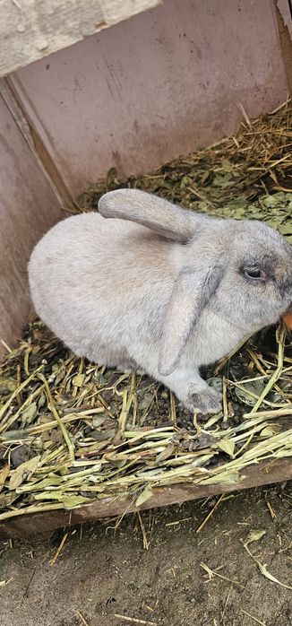 Продаётся самец мальчик кролик