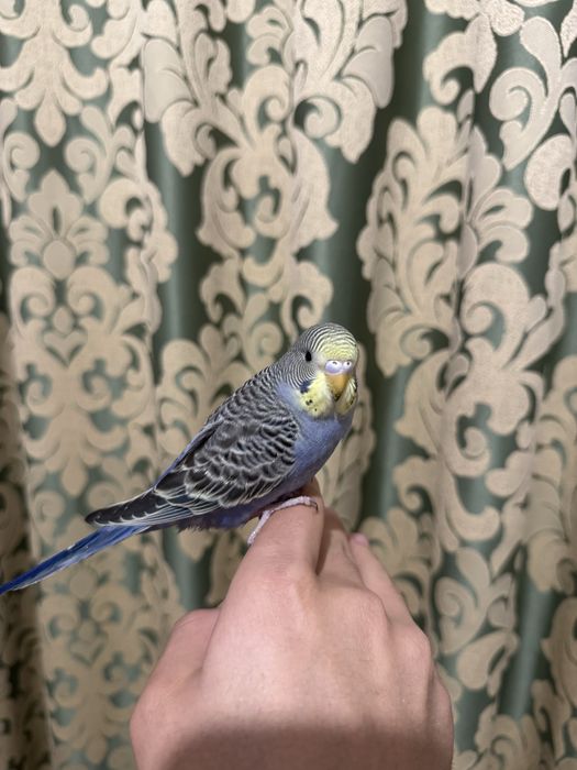 Ручной волнистый попугай