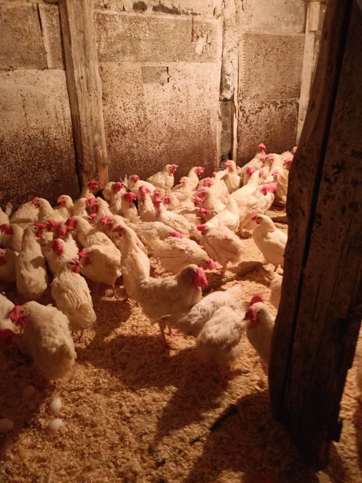 Куры поросята доставка в РИДДЕР