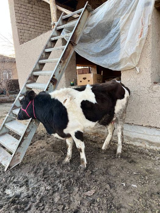 Она бола сигир 3-4 литр